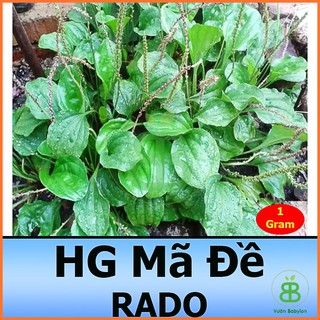 Hạt Giống Rau Mã Đề 1G Dễ Trồng