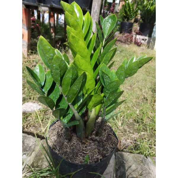 Cây kim tiền(tặng kèm phân bón)