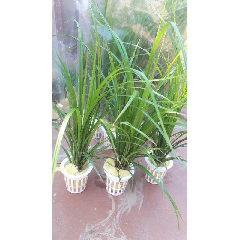 cây thủy sinh cỏ narong