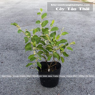 Cây Táo Thái (cây đã có hoa, quả bự gấp đôi)