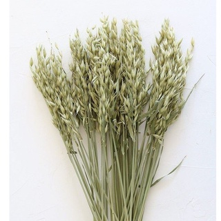 Hoa yến mạch khô Aveena (Oats) decoration không gian nhà cửa
