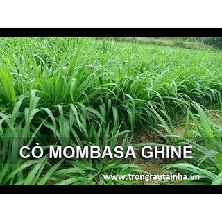 Hạt cỏ chăn nuôi Mombasa Ghine 100g - Hạt Giống Cỏ Chăn Nuôi