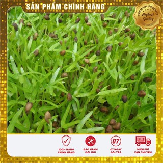 Hạt giống Rau mầm Cải Ngọt ( 50 gram)