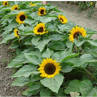 [Seeds] Hạt giống Hoa Hướng Dương lùn, đóng gói 10 hạt