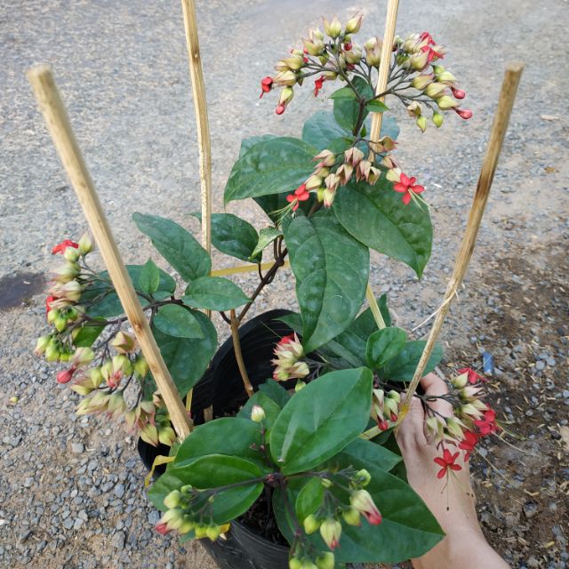 Chậu nhựa mềm Ngọc nữ đỏ