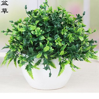 Chậu hoa lá cỏ nhiều màu trang trí