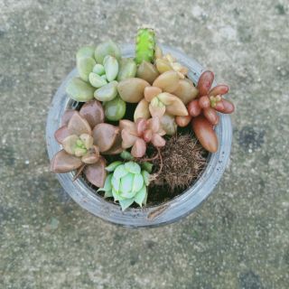 5 cây sen đá, xương rồng nhân giống 5 loại