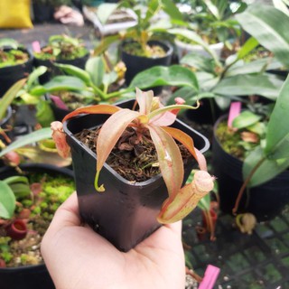 Cây bắt côn trùng, cây nắp ấm gieo hạt