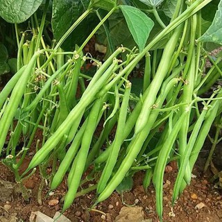 Hạt giống Đậu cove hạt trắng dạng bụi cây phú nông - PNSeeds