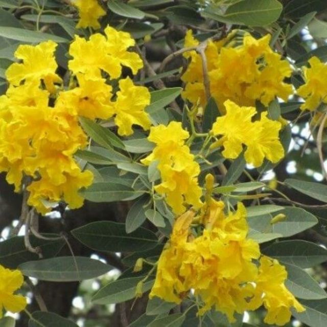 Cây chuông vàng.
