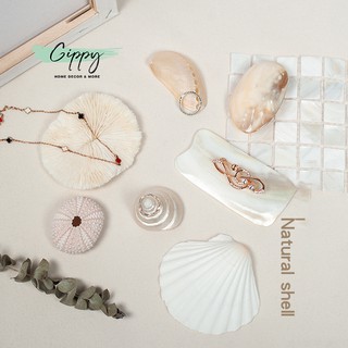 Vỏ sò, san hô trang trí, phụ kiện chụp ảnh - Gippy Decor