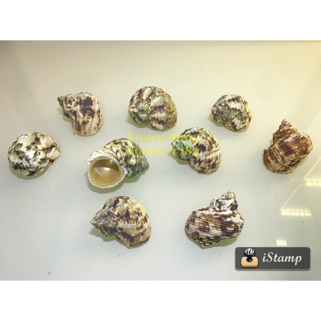 Vỏ ốc mặt trăng