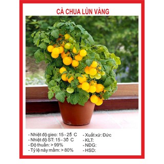 Hạt Giống Cà Chua Lùn Vàng 30 Hạt