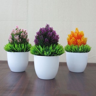 Combo 3 Chậu cây Dứa tài lộc may nắm trang trí