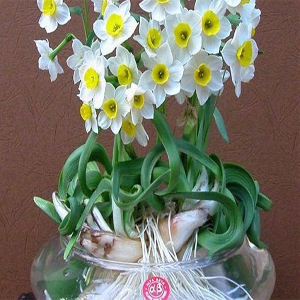 HOA THỦY TIÊN