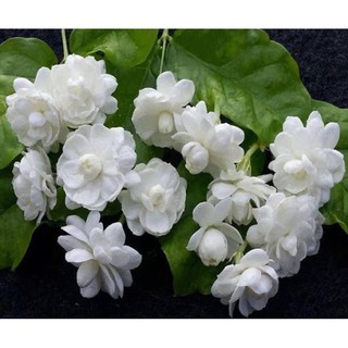 2 Bầu Cây Hoa Nhài Kép - Nhài Ta (ảnh Thật), Boiboi.Organic, Cây Trong Bầu Đất, Rễ Mạnh