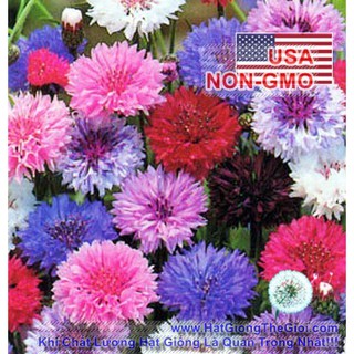 100h Hạt Giống Hoa Trúc Mai Mix Polka (C2.101| B14*V14)