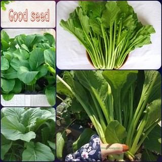 HẠT GIỐNG RAU CẢI NGỌT CAO SẢN NĂNG XUẤT CAO SINH TRƯỞNG KHỎE CHỐNG CHỊU SÂU BỆNH