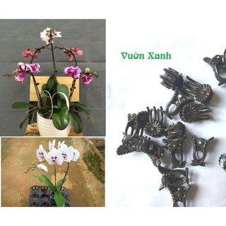 bộ 100 chiếc cặp bướm kẹp vòi hoa lan, đồng tiền.....