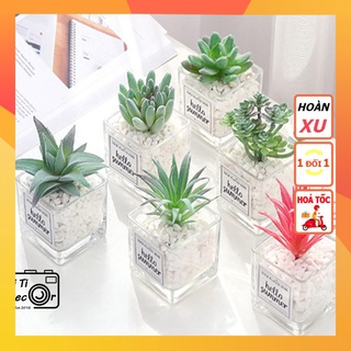 Chậu sen đá hello summer decor, trang trí nhà cửa, chụp ảnh sản phẩm - TiTi Decor