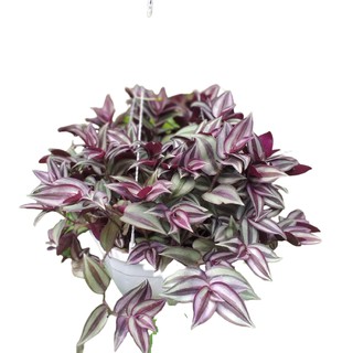 03 nhánh cây giống thài lài sọc tía