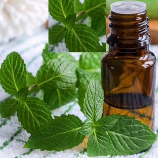 Tinh dầu bạc hà tự nhiên lọ 10ml