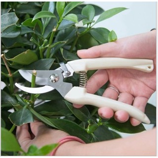 KÉO CẮT TỈA CÀNH CÂY