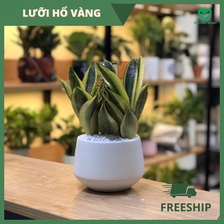 Cây Lưỡi Hổ Vàng để bàn ( Cây Lưỡi Mèo)
