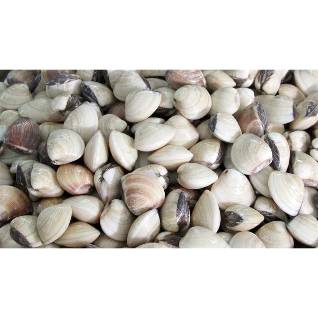 Ngao Tươi (1kg  )