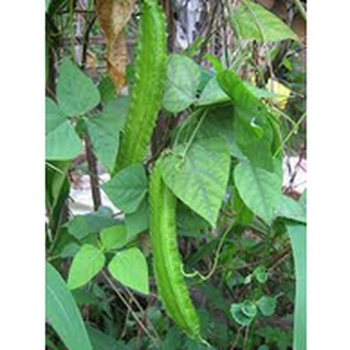5 Lạng hạt giống đậu rồng ( gói 500 gram)