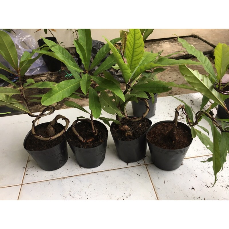 Lộc vừng bonsai mini