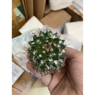 XƯƠNG RỒNG MAMI SẦU RIÊNG NHỎ