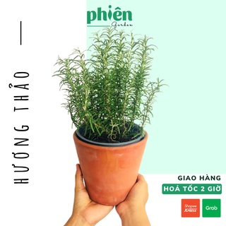 Cây Hương Thảo để bàn, cây Rosemary cực thơm