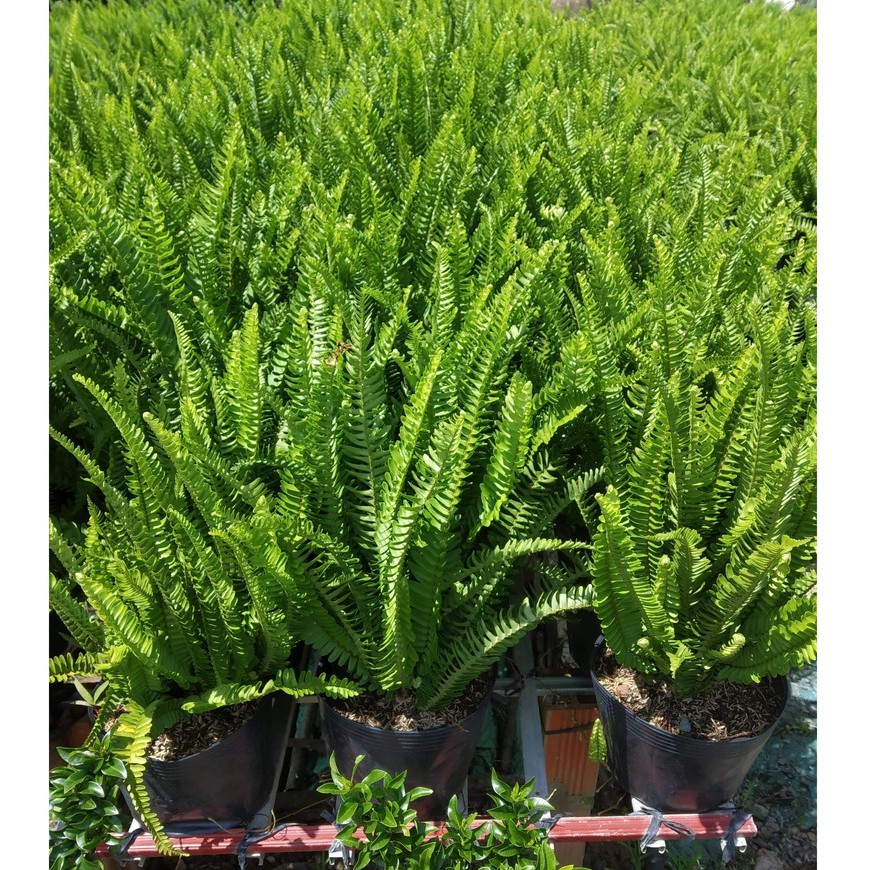 Cây Dương Xỉ