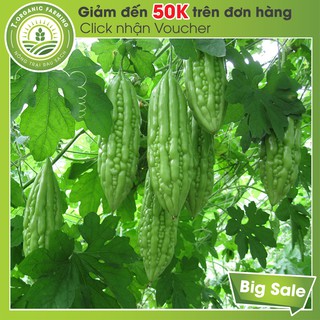 Túi 12 Hạt Giống Quả Mướp Đắng (Khổ Qua)