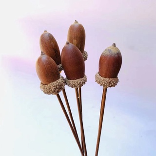Cành quả sồi phong cách Vintage Decor - Hoa khô trang trí