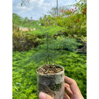 Kim thuỷ tùng mini cây size 12-18cm để bàn, làm terrarium, bán cạn, bàn trà