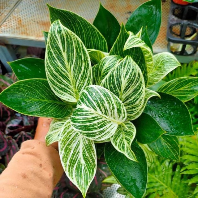 Cây đại đế