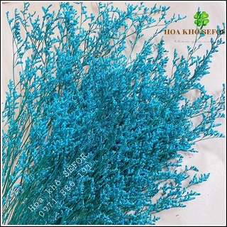 Hoa Sao khô (Cỏ tình nhân) màu xanh dương trang trí nhà cửa, văn phòng
