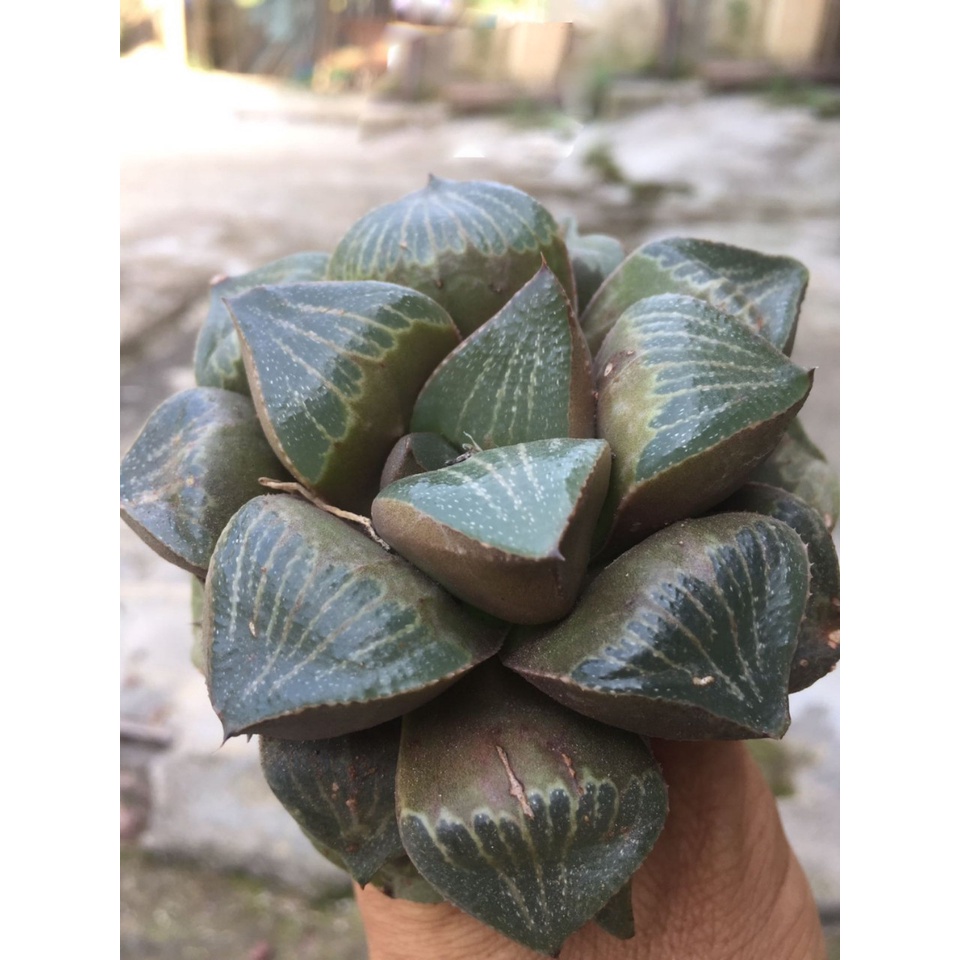 haworthia  .