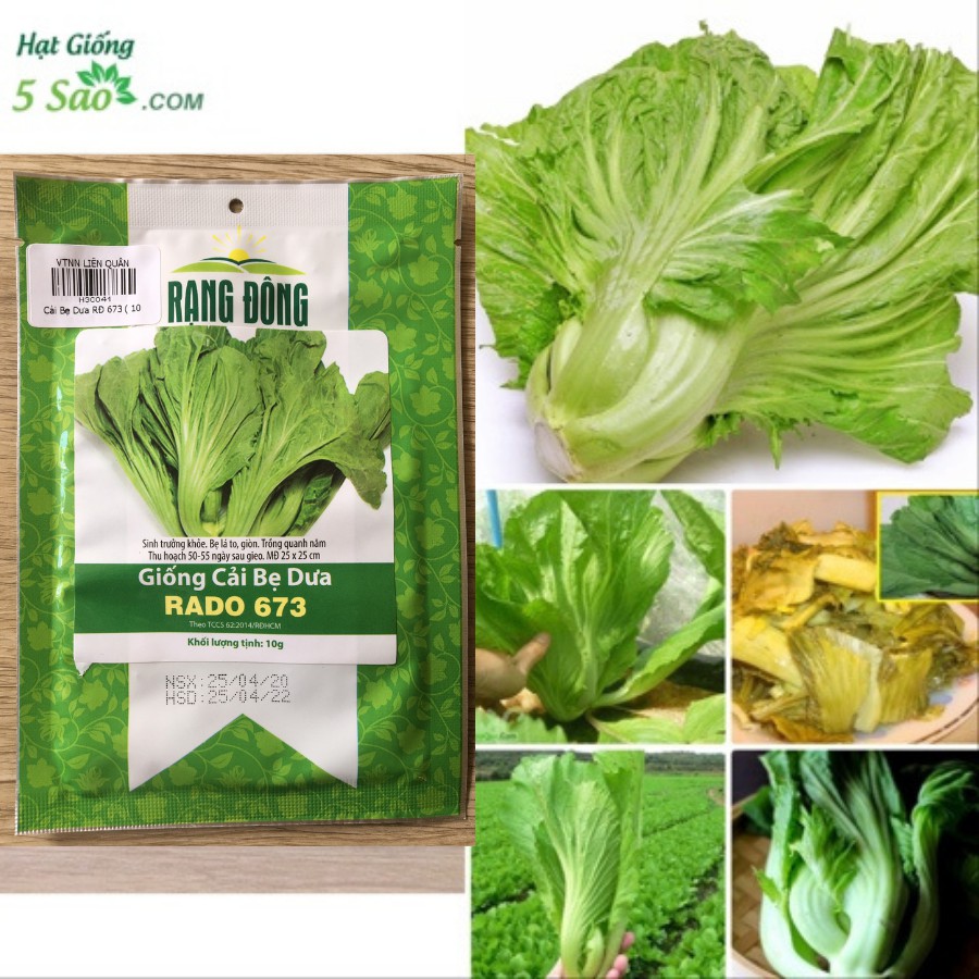 Cải Bẹ Dưa RĐ 673 - Rạng Đông