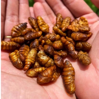 Nhộng tằm sấy cho Hamster,thỏ, bọ ,sóc , mèo,nhím, (lọ 45gr)