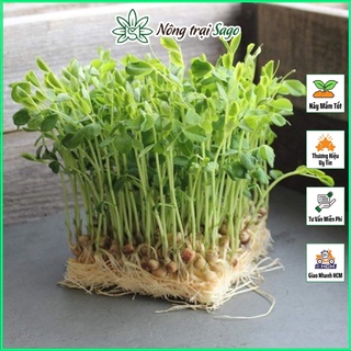 Hạt giống Rau Mầm Đậu Hà Lan Dễ Trồng, Nhanh Thu Hoạch (gói 50gr) - Nông Trại Sago