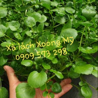 Gói 1gr (~5000) hạt giống xà lách (cải) Xoong (Watercress) - USA Johnny Seeds chất lượng cao nảy mầm tốt và cực dễ trồng