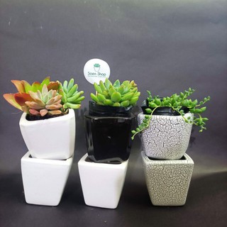 Chậu sứ trồng sen đá, xương rồng - chậu vuông vát mini