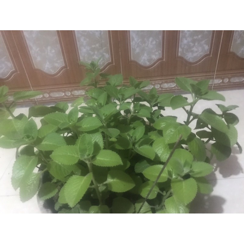 5 cây húng chanh
