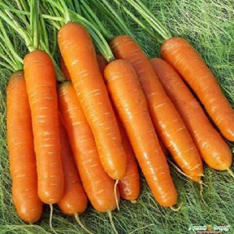 2g Hạt giống Cà rốt 