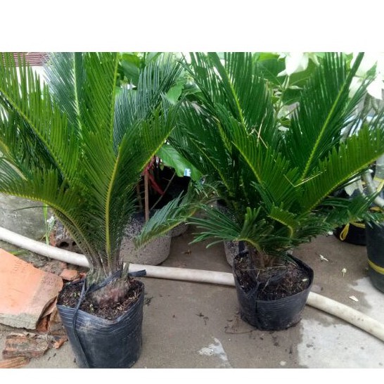 Chậu cây thiên tue vạn tue ( cao 30-50cm )