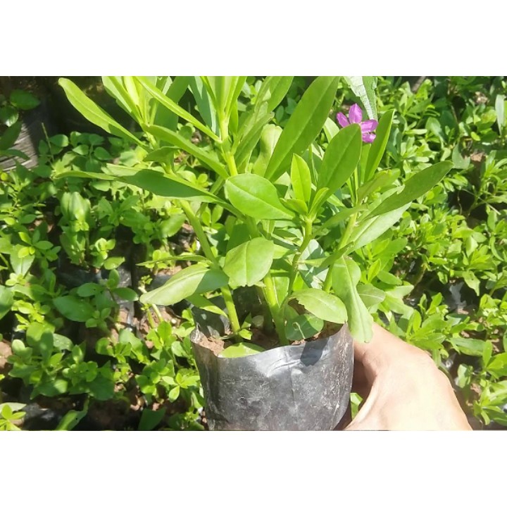 Cây sâm đất (freeship)