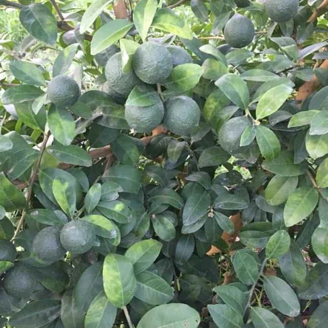 Cây 🌲 Chanh tứ quý...( có trái 4 mùa) đang trái